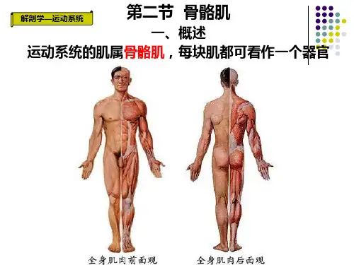 解剖学 第三章 运动系统(肌)ppt课件