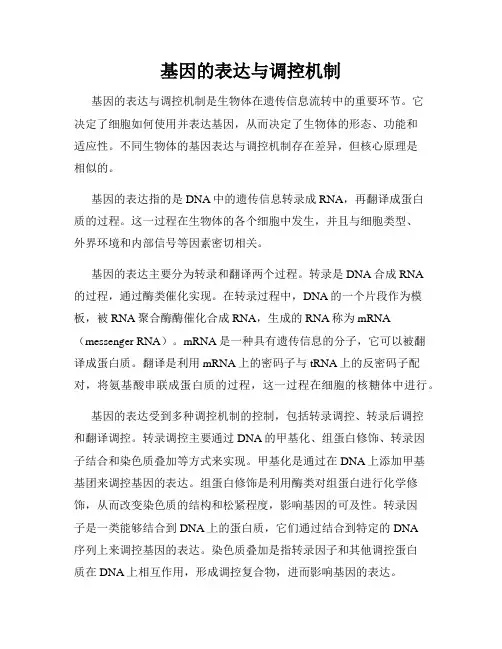 基因的表达与调控机制