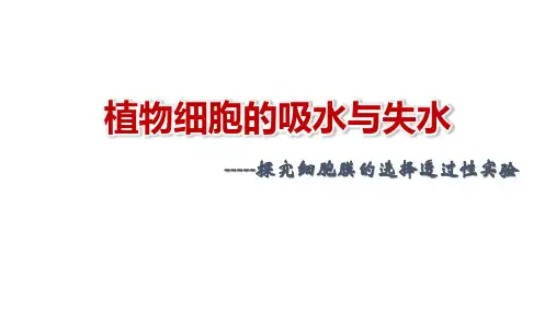 《植物细胞的吸水与失水(实验)》说课课件(全国实验说课大赛获奖案例)