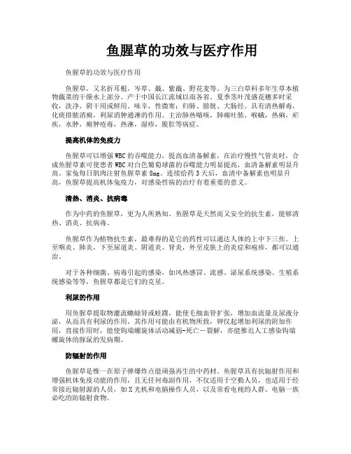 鱼腥草的功效与医疗作用