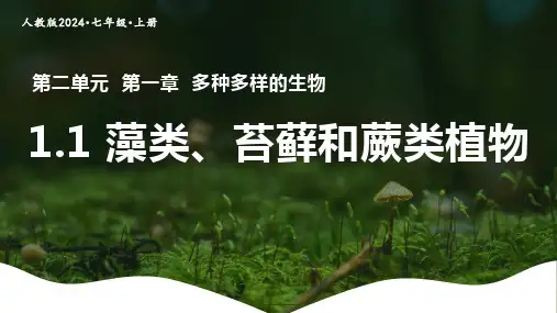 2.1.1  藻类、苔藓和蕨类植物  课件-2024-2025学年人教版生物七年级上册