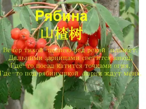 山楂树(PPT)