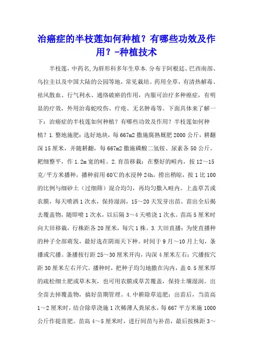 治癌症的半枝莲如何种植？有哪些功效及作用？ - 种植技术