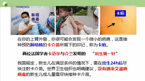 免疫系统的组成和功能课件-高二生物人教版选择性必修1