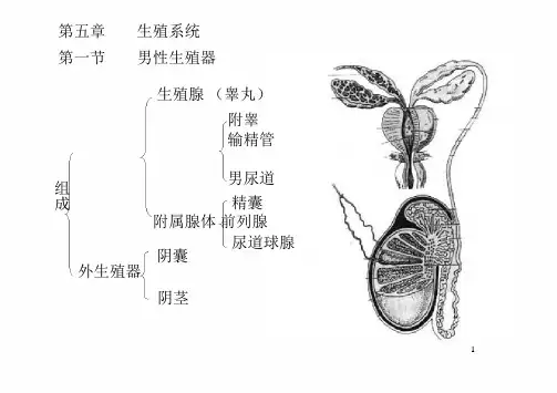 生殖系统彩色图解