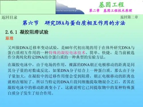 第二章.基因工程主要技术原理-研究DNA-蛋白质互作的方法