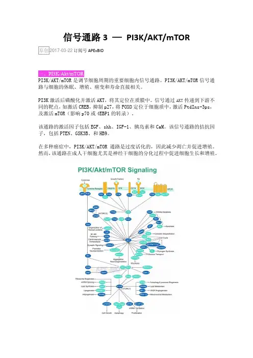 信号通路3—PI3K-AKT-mTOR