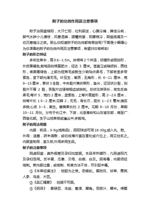 附子的功效作用及注意事项