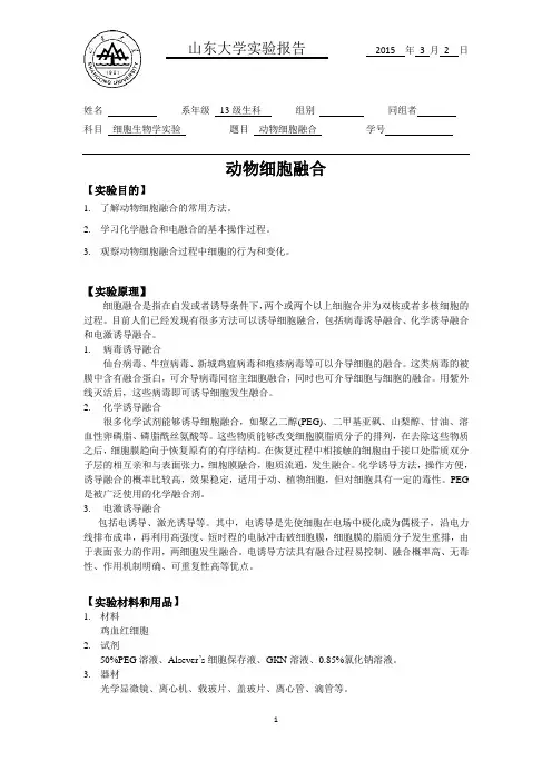 动物细胞融合--山东大学