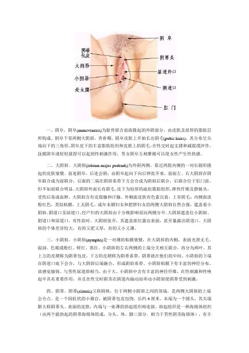 女性生殖系统结构图