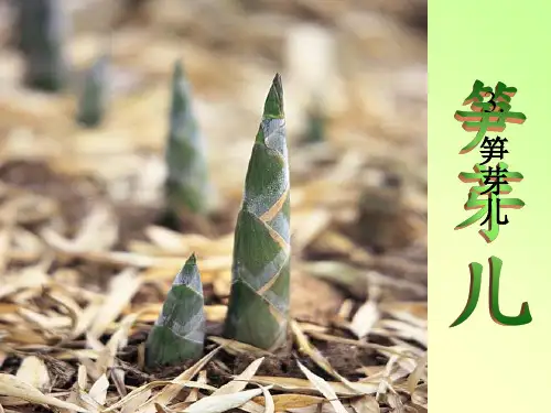 《笋芽儿》PPT优秀课件
