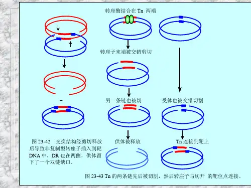 反转录转座子