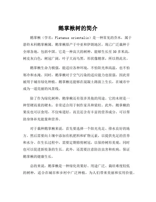 鹅掌楸树的简介