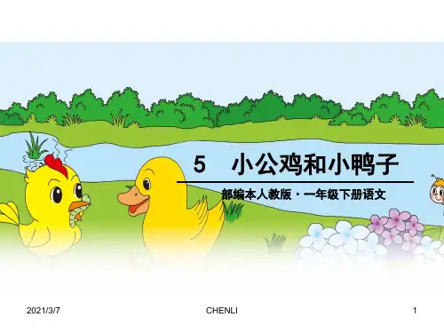 小鸡和小鸭PPT课件