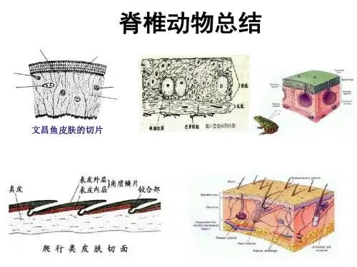 脊椎动物总结PPT课件