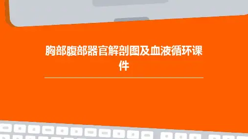 胸部腹部器官解剖图及血液循环课件