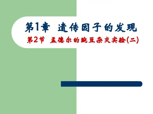 第2节  孟德尔的豌豆杂交实验(二)