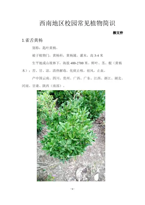 西南地区常见校园植物简识