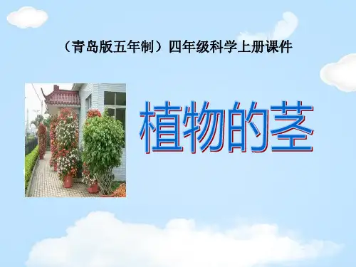 《植物的茎》PPT【优质课件】