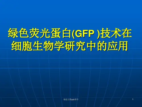 绿色荧光蛋白(GFP)技术在细胞生物学研究中的应用