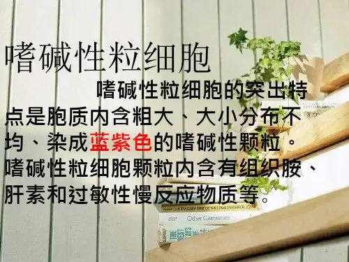 嗜碱性粒细胞课件_1