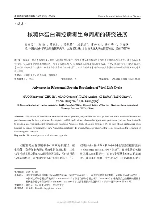 核糖体蛋白调控病毒生命周期的研究