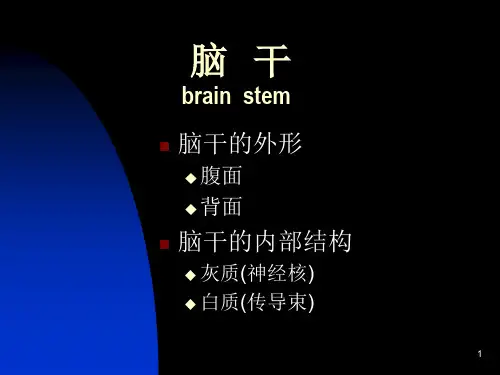 脑干 (2)(ppt文档)