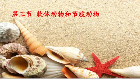 八年级生物上册第三课软体动物和节肢动物ppt课件(人教版)