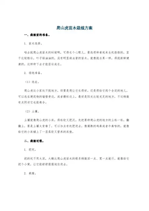 爬山虎苗木栽植方案