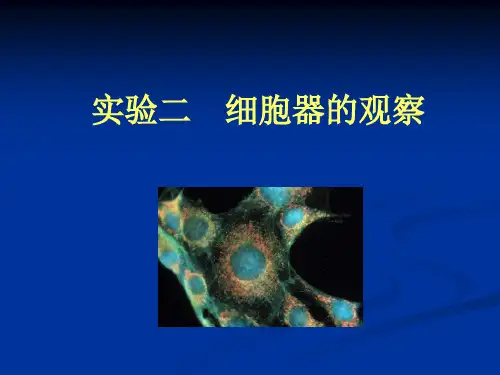 细胞器的观察.