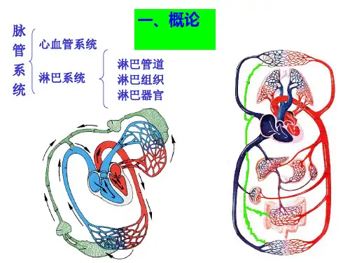 淋巴系统ppt课件