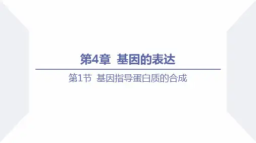 第1课时RNA的结构和功能、遗传信息的转录课件-高一下学期生物人教版(2019)必修2
