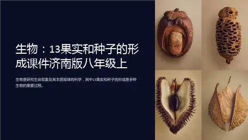生物：13果实和种子的形成课件济南版八年级上