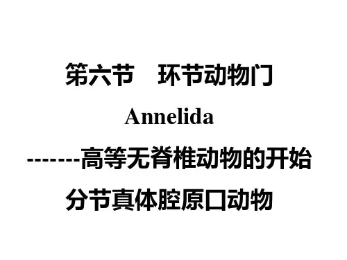第八章、环节动物门