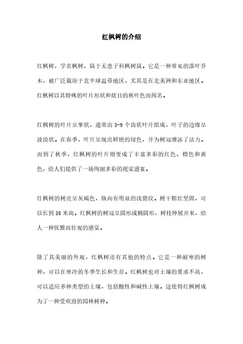 红枫树的介绍