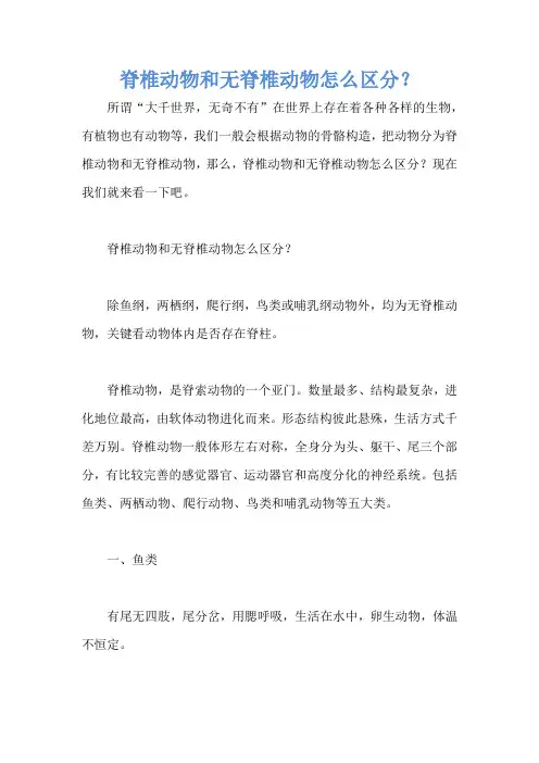 脊椎动物和无脊椎动物怎么区分？