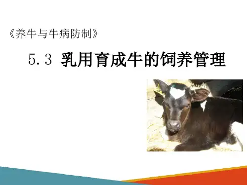 奶牛的饲养管理—乳用育成牛的饲养管理