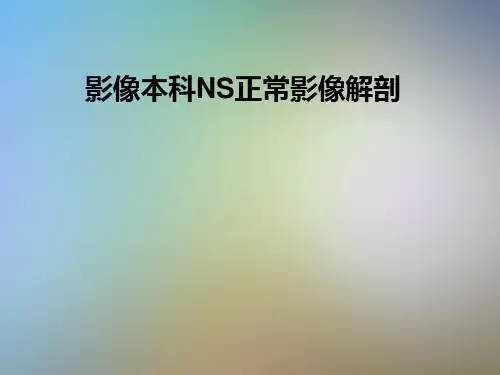 影像本科NS正常影像解剖
