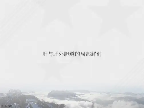 肝与肝外胆道的局部解剖2讲课文档