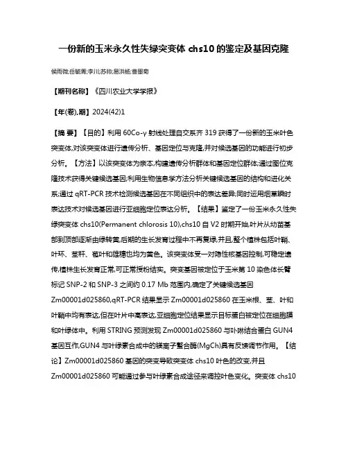 一份新的玉米永久性失绿突变体chs10的鉴定及基因克隆