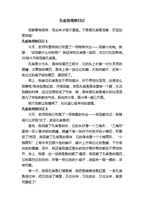 孔雀鱼观察日记