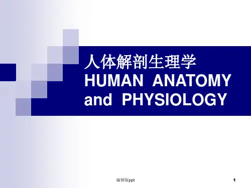 大学人体解剖神经系统