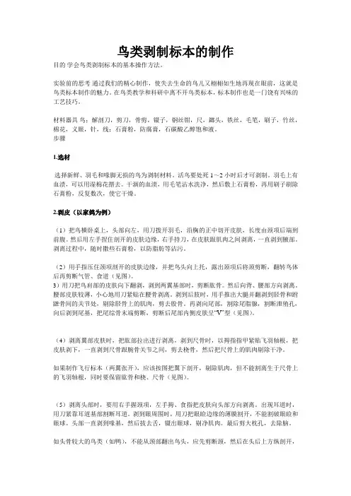 鸟类剥制标本的制作