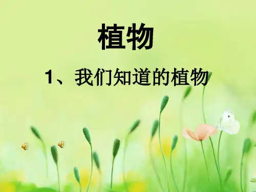 一年级上册科学-我们知道的植物l教科版(7)-PPT课堂课件
