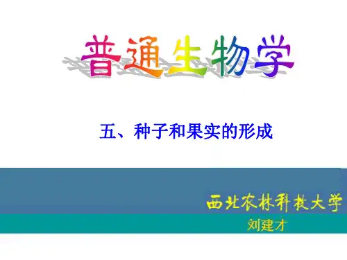  种子和果实的发育