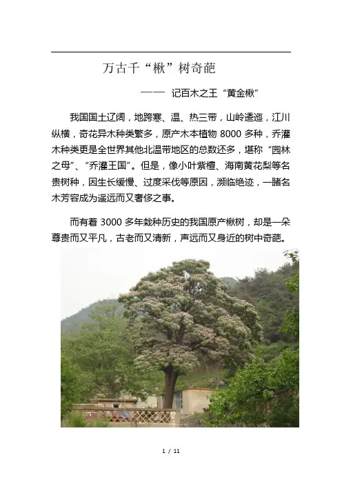 万古楸树颂