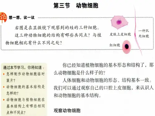 最新人教初中生物七年级上册《第2单元 第1章 第3节 动物细胞》精品课件 (3)