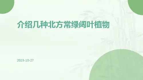 介绍几种北方常绿阔叶植物