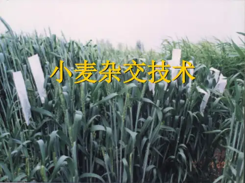 试验一小麦杂交育种技术