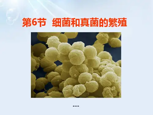 浙教版科学七下1.6《细菌和真菌的繁殖》ppt-课件